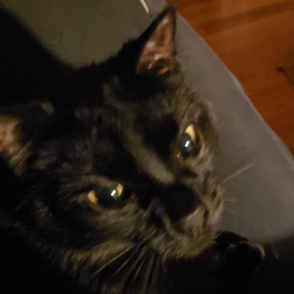 🛒🐖 - Picture 1 of 1